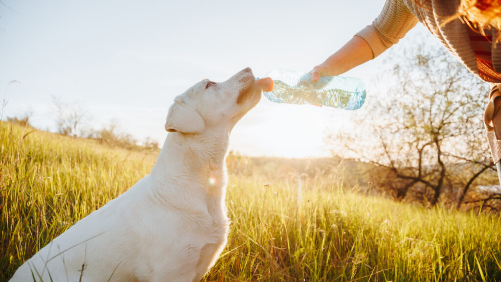 Le chien boit de l’eau à la bouteille dans un champ herbeux pendant l’heure dorée dehors