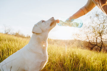 Le chien boit de l’eau à la bouteille dans un champ herbeux pendant l’heure dorée dehors