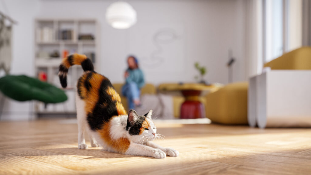 Étirement de chat