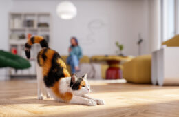 Étirement de chat