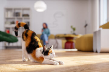 Étirement de chat