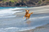 Happy golden retriever, amusez-vous sur la plage. Courez au bord de la mer et jouez heureux. Capturer la joie, l’énergie et l’excitation d’une aventure ludique sur la plage