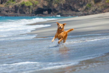 Happy golden retriever, amusez-vous sur la plage. Courez au bord de la mer et jouez heureux. Capturer la joie, l’énergie et l’excitation d’une aventure ludique sur la plage