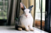 Lapin gris à la recherche vers l’avant pour le spectateur, petit lapin assis sur le bureau blanc, belle animal pour les enfants et la famille