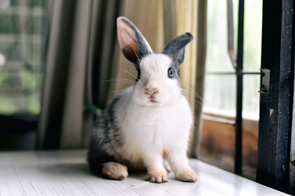 Lapin gris à la recherche vers l’avant pour le spectateur, petit lapin assis sur le bureau blanc, belle animal pour les enfants et la famille