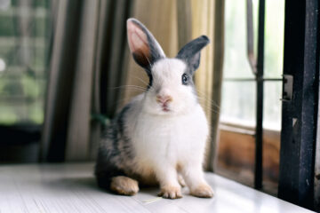 Lapin gris à la recherche vers l’avant pour le spectateur, petit lapin assis sur le bureau blanc, belle animal pour les enfants et la famille