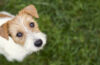 Visage de chien - mignon chiot animaux heureux à la recherche dans l’herbe