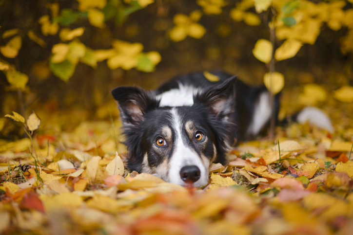 Border Collie et couleurs d'automne