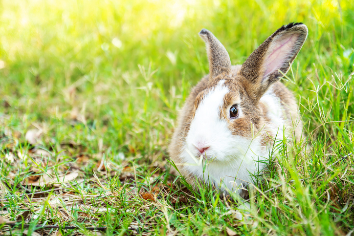 Charmant lapin à fourrure Mignon lapin, lapin dans la prairie belle scène printanière, regardant quelque chose assis sur l’herbe verte sur fond de nature.