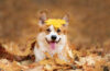 Chien heureux de race galloise corgi pembroke parmi les feuilles mortes en automne