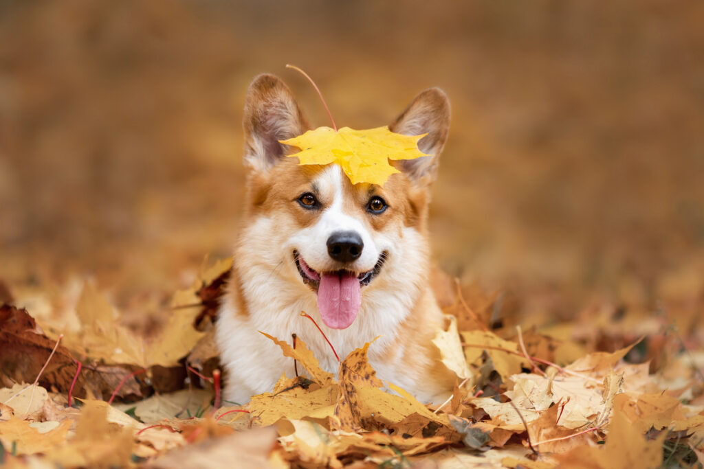 Chien heureux de race galloise corgi pembroke parmi les feuilles mortes en automne
