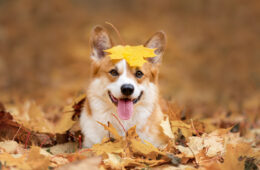 Chien heureux de race galloise corgi pembroke parmi les feuilles mortes en automne