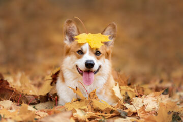 Chien heureux de race galloise corgi pembroke parmi les feuilles mortes en automne