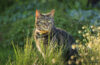 Mignon jeune chat tigré jouant dans un jardin