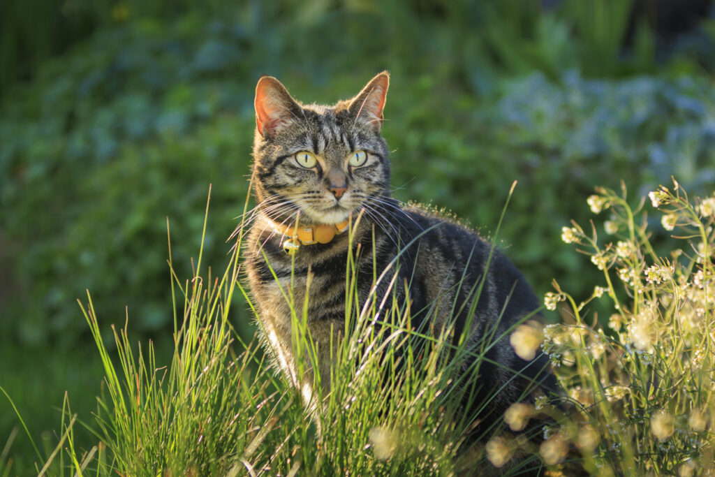 Mignon jeune chat tigré jouant dans un jardin