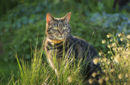 Mignon jeune chat tigré jouant dans un jardin