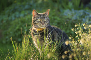 Mignon jeune chat tigré jouant dans un jardin