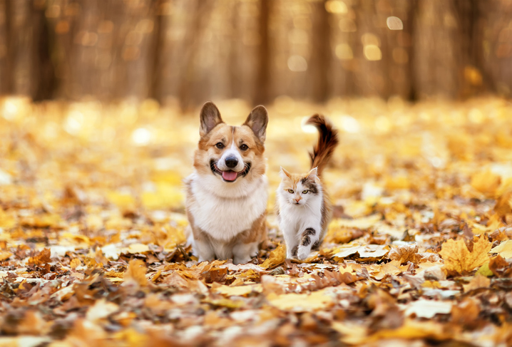 Amis à fourrure chat et chien corgi marchant à travers les feuilles mortes dorées dans un parc ensoleillé d’automne