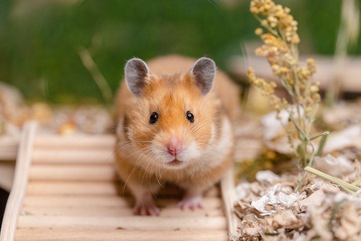 Hamster doré explorant un nid de mousse
